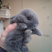 Coniglietti ariete nani