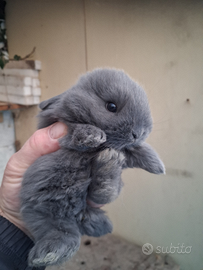 Coniglietti ariete nani