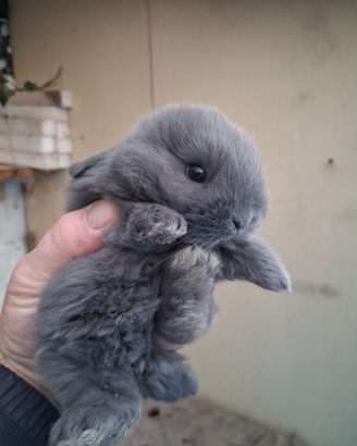 Coniglietti ariete nani