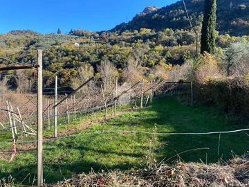 TER. AGRICOLO A ARCO