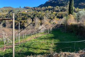 TER. AGRICOLO A ARCO