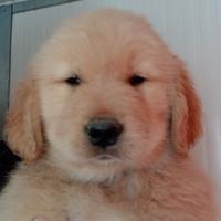 Golden retriever americano maschietto