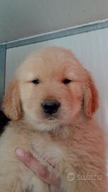 Golden retriever americano maschietto