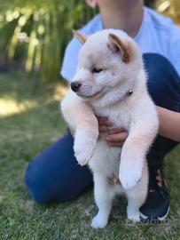 Ultimo maschietto Shiba