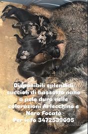 Bassotti nani a pelo duro