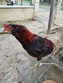 Gallo araucano di un anno