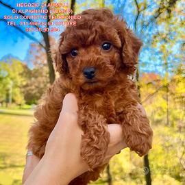 Barboncini MINI TOY E TOY Red Anche a Rate