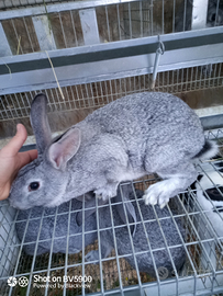 Coniglio grigio di Carmagnola