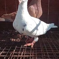 Colombi viaggiatori vecchio stile