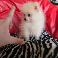 Spitz di pomerania maschio bianco mini 90gg
