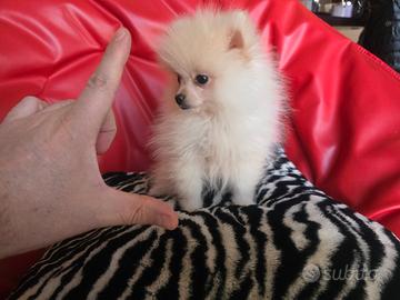 Spitz di pomerania maschio bianco mini 90gg