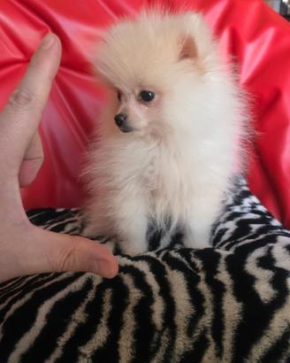 Spitz di pomerania maschio bianco mini 90gg