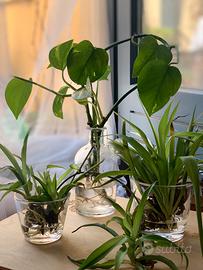 Tris Piante Idroponica - Pothos e Clorofito