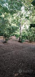 Terreno agricolo con nocciole e deposito