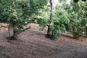 Terreno agricolo con nocciole e deposito
