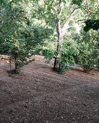 Terreno agricolo con nocciole e deposito