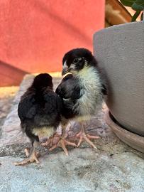 Pulcini Marans in purezza