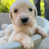 Cuccioli Golden Retriever