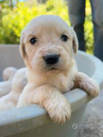 Cuccioli Golden Retriever