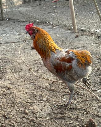 Galline