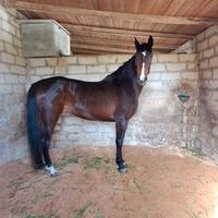 Cavalla andalusa