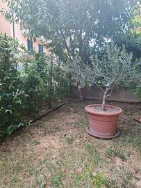 Pianta di Ulivo