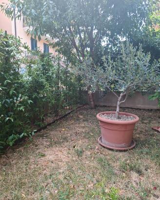 Pianta di Ulivo