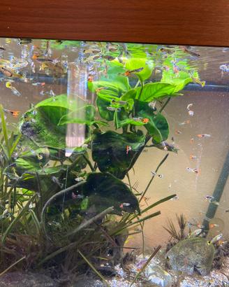 Guppy