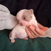 Chihuahua con Pedigree