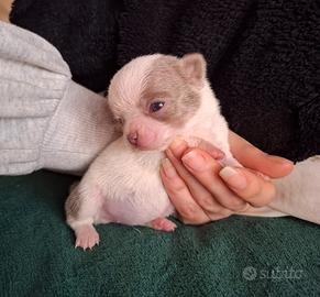 Chihuahua con Pedigree