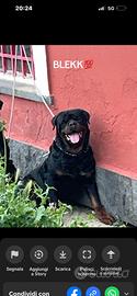 Rottwailer per monta