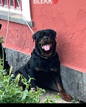 Rottwailer per monta
