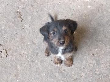 Cuccioli cagnolini 2 femmine