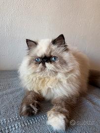 Cuccioli di persiano