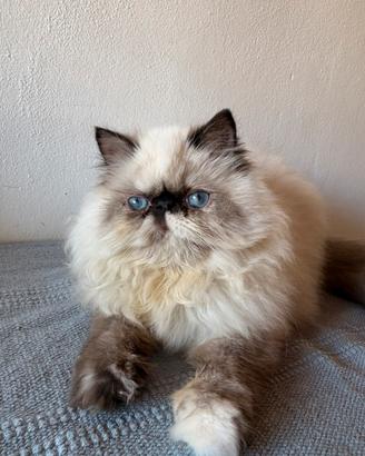 Cuccioli di persiano