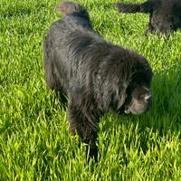 Pensione per cani casalinga