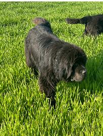 Pensione per cani casalinga