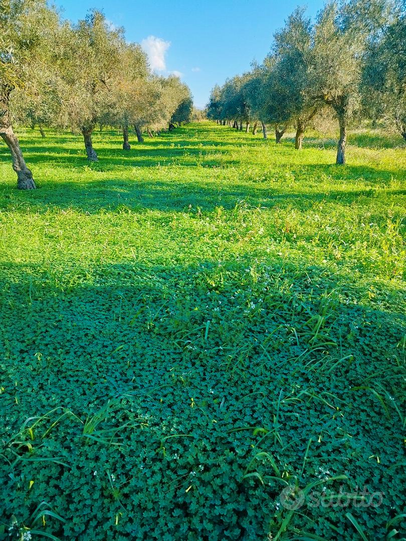 Terreno agricolo - Vista 5