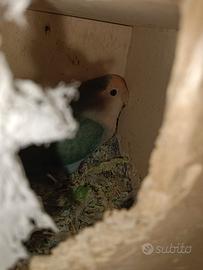 Inseparabili femmina