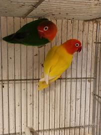 Inseparabili fischer