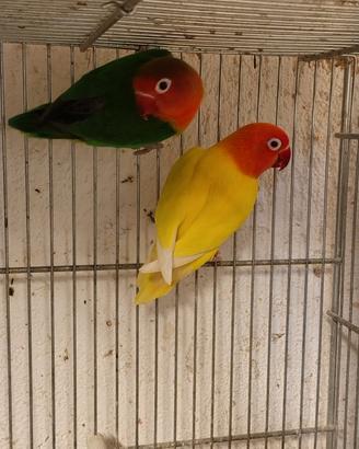 Inseparabili fischer