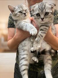 Dolcissimi gattini Scottish