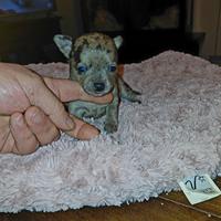 Chihuahua taglia piccola