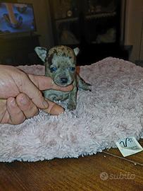 Chihuahua taglia piccola