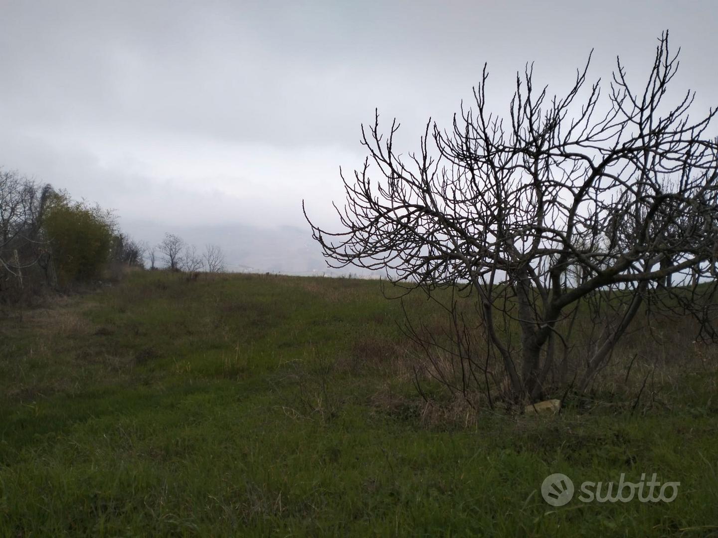 Terreno agricolo seminativo - Vista 2