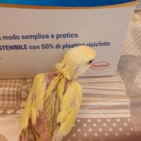 Pullo di inseparabile