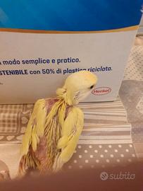 Pullo di inseparabile