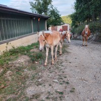 Puledro haflinger