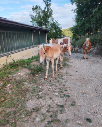 Puledro haflinger