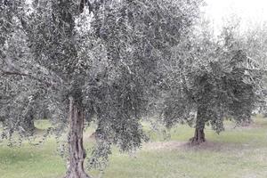Terreno con Uliveto